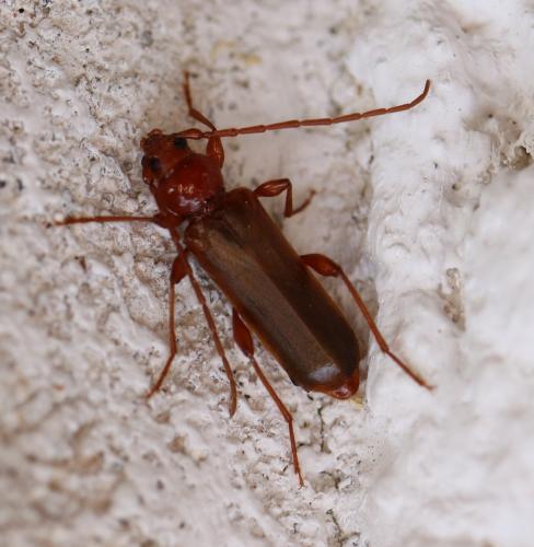 Réf. 284 194 : Phymatodes testaceus